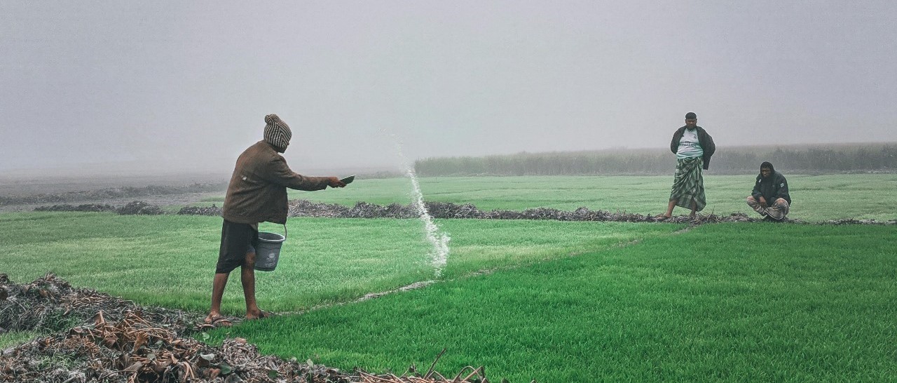 Image of nourishing plants